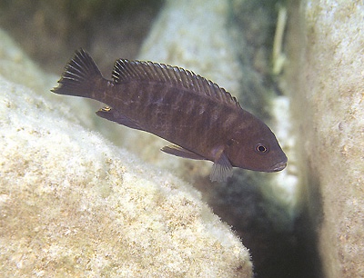 Pseudotropheus sp. 'aggressive grey' Masimbwe Island
